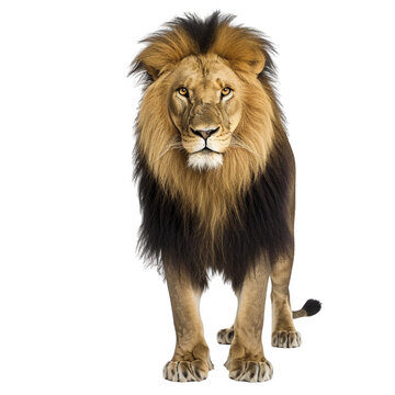 Lion on transparent background © Thykes Designs