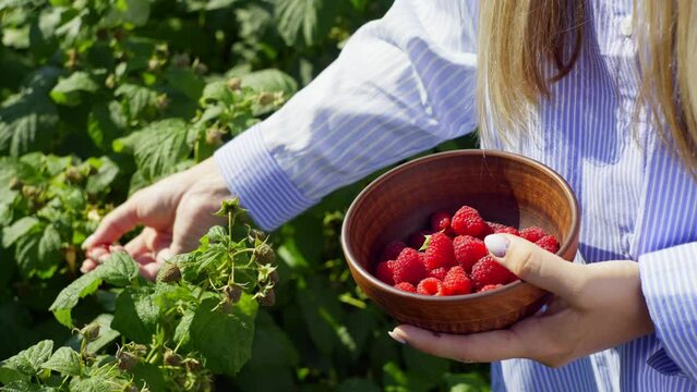 Under the bright rays of the sun, a woman collects juicy raspberries. She is looking for red berries among the leaves and bushes. High quality 4k footage