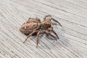 Plexippus paykulli female spider walking on a wooden floor on a sunny day