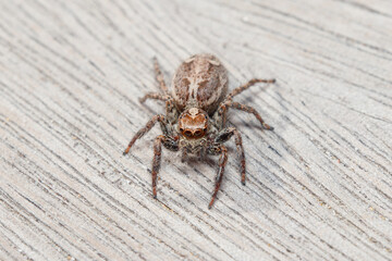 Plexippus paykulli female spider walking on a wooden floor on a sunny day