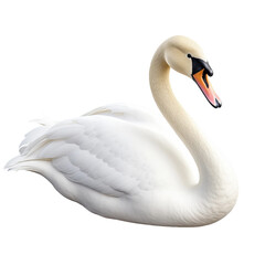 Fototapeta premium white swan on the water