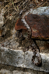 Europäische Katzennatter // European cat snake (Telescopus fallax)