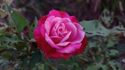pink rose in garden