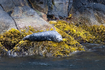 Harbor seal at Resurrection Bay, Alaska, US