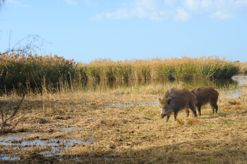 Wild boars roaming in a wetland inside coastal nature reserve