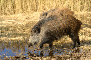 Wild boars roaming in a wetland inside coastal nature reserve