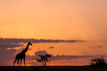 Giraffes Silhouetted Next to a Tree at Sunset