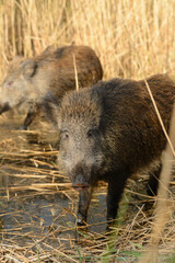 Wild boars roaming in a wetland inside coastal nature reserve