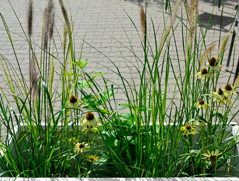 żółte jeżówki i rozplenice japońskie, Echinacea purpurea, Pennisetum alopecuroides, yellow echinacea and Pennisetum