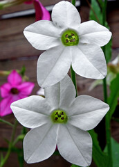 kwkitnacy tytoń Sandera, białe kwiaty tytoniu ozdobnego, Nicotiana × sanderae,  flowers of tobacco Nicotiana sanderae in the garden, White flowers Nicotiana sanderae  © kateej