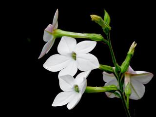 kwkitnacy tytoń Sandera, białe kwiaty tytoniu ozdobnego, Nicotiana × sanderae, flowers of tobacco Nicotiana sanderae in the garden, White flowers Nicotiana sanderae 