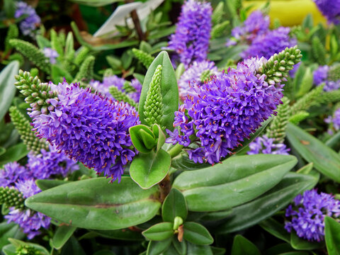 fioletowe kwiaty Hebe, Close-up of purple veronica flowers in a garden, Hebe is a genus of plants, Shrubby Veronica is a small evergreen shrub, shrubby veronicas, Shrubby veronica Addenda
