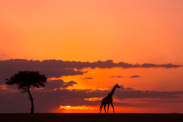 Giraffe Sunset Walk 44