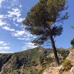 Tree in the mountains Spain Andalusia 
