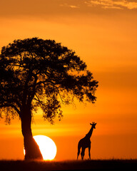 Giraffe Silhouetted Next to a Tree and the Sun © George Erwin Turner