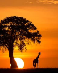 Fotobehang Afrika Giraffe Silhouetted Next to a Tree and the Sun  © George Erwin Turner