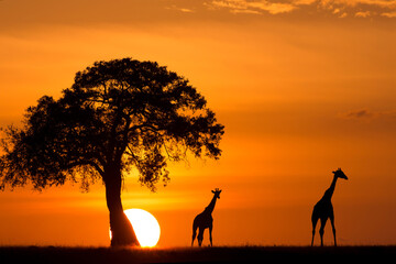 Fototapeta na wymiar Giraffes Silhouetted Next to a Tree and the Sun