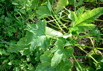 Pumpkin bush with ovary, close-up as a texture for background