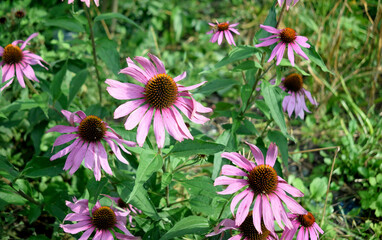 Echinacea flowers in the garden, close-up as a texture for background