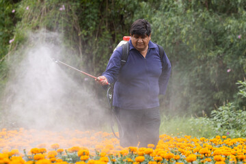 Mexican cempasuchil producer working and fertilizing in the field
