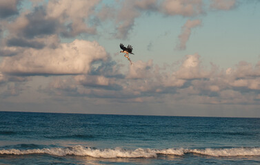seaside bird catches fish