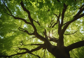 Tall Liquid amber commonly called sweet gum tree or American Sweet gum tree lining an older neighborhood