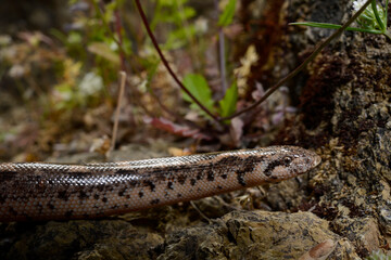Westliche Sandboa // Javelin sand boa (Eryx jaculus turcicus)