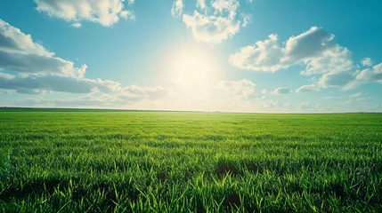 Poster image of vast, lush green field under bright, clear sky. The grass is vibrant and well lit by the sunlight. In the background with minimal clouds offering an open and airy atmosphere Ai Generated © Manzoor