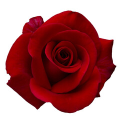 Single dark red rose is on transparent background. Detail for creating a collage