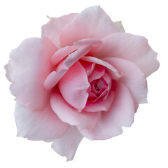 Fresh beautiful pink rose isolated on a transparent background. Detail for creating a collage - 718326093