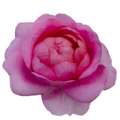 Fresh beautiful pink rose isolated on transparent background. Detail for creating a collage - 718326466