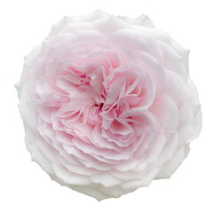 Fresh beautiful pink rose isolated on a transparent background. Detail for creating a collage - 718326619
