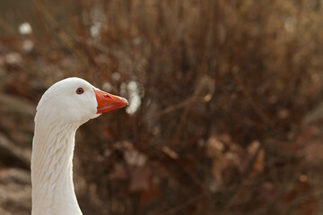 head and neck of a white goose with the background out of focus. Horizontal