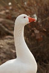 head and neck of a white goose with the background out of focus. Vertical.