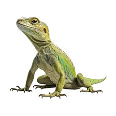 Obraz premium Lizard clip art