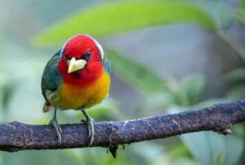 Torito Cabecirrojo - Eubucco Bourcierii - Red-headed Barbet Macho