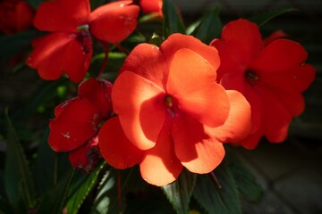 Obraz premium New Guinea impatiens (Impatiens hawkeri) flower with backlight