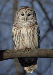 Staring Barred Owl perched on tree branch at dusk