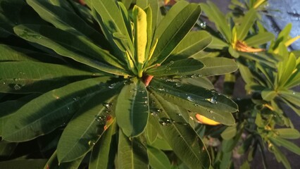 Obraz premium aloe vera plant