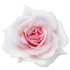 Fresh beautiful pink rose isolated on a transparent background. Detail for creating a collage - 718327638