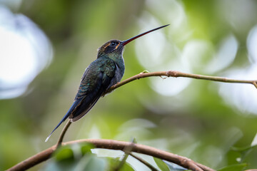 Ermitaño de Yaruqui - ermitaño del Pacífico - ermitaño moteado (Phaethornis yaruqui)