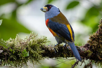 Compás - Toucan Barbet - semnornis ramphastinus