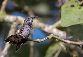 Colibrí Pardo  Colibrí Delphinae  Brown Violetear © AndresCastillo
