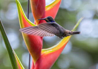 Colibrí Pardo  Colibrí Delphinae  Brown Violetear © AndresCastillo