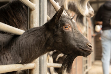 Domestic goats - a goat peeks out of the fence waiting for food. Pets. Portrait. Goats look at the...