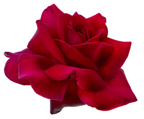 Single dark red rose is on transparent background. Detail for creating a collage - 718328425