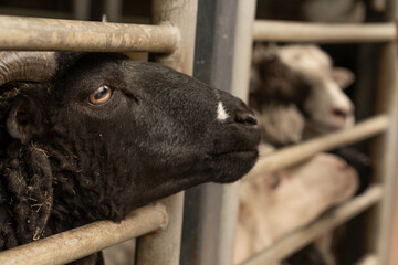 Funny sheep. Portrait of a sheep, close-up