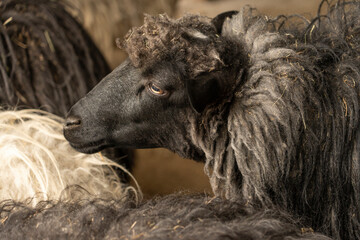 Fototapeta premium Funny sheep. Portrait of a sheep, close-up
