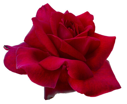 Single dark red rose is on transparent background. Detail for creating a collage