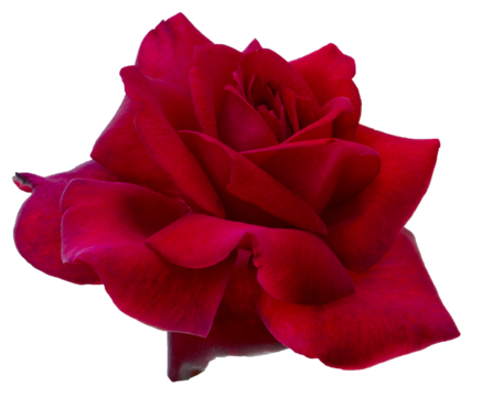 Single dark red rose is on transparent background. Detail for creating a collage